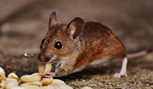 24 Hour & Emergency Exterminators in Still Pond, MD